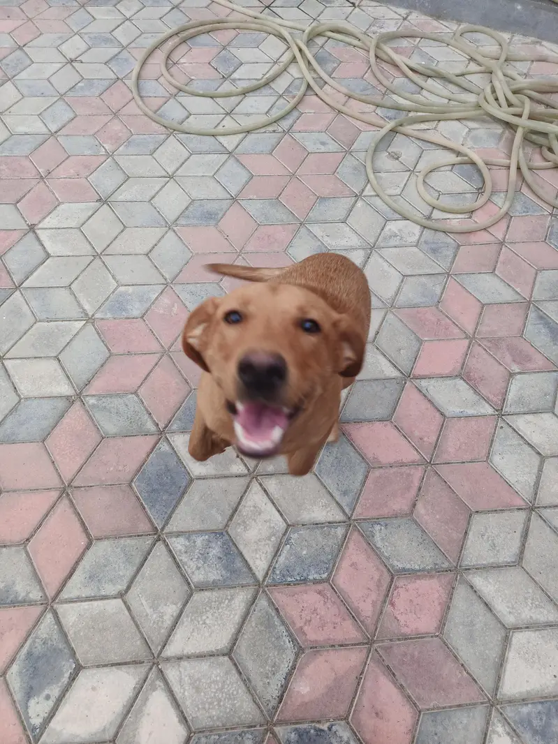 Labrador dog — photo 5