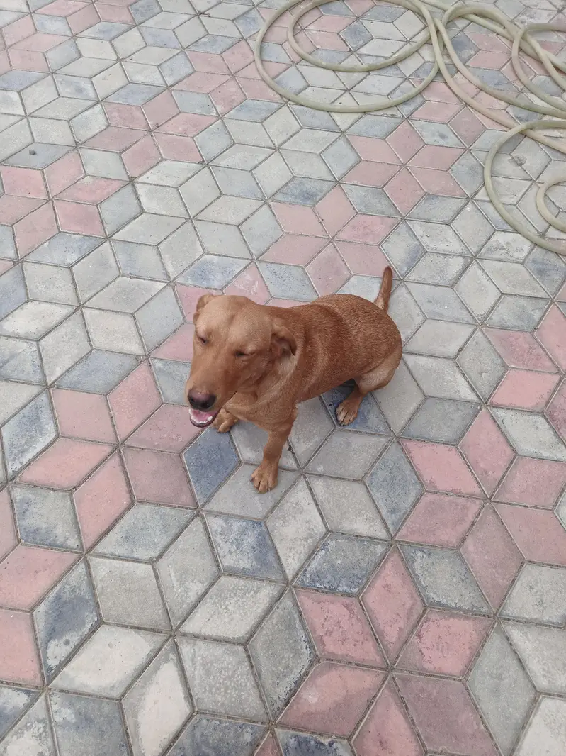 Labrador dog — photo 6