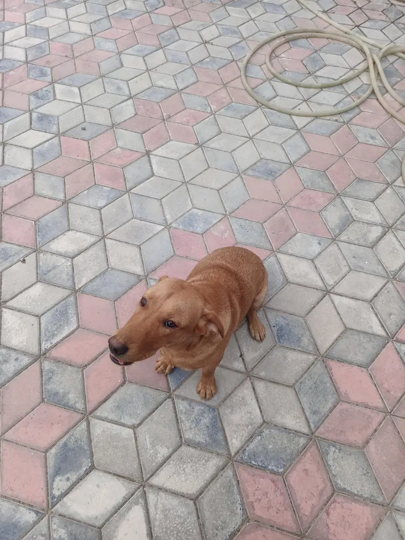 Labrador dog — photo 7