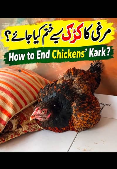 healthy active aseel male female chicks available
