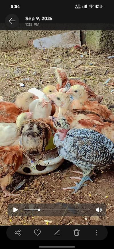 healthy chicks