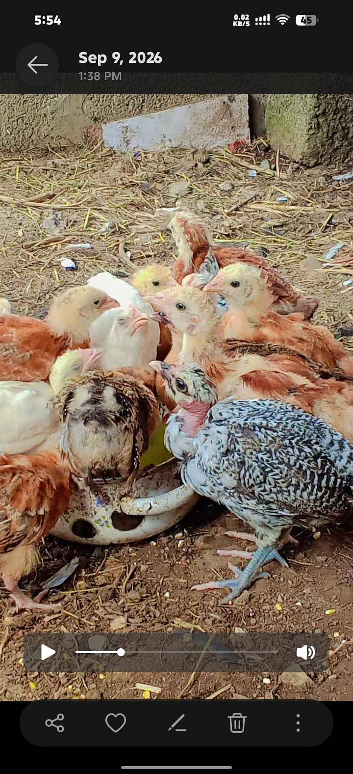 healthy chicks 0