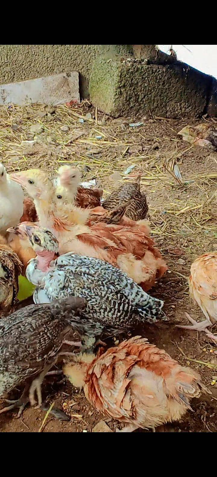 healthy chicks 1