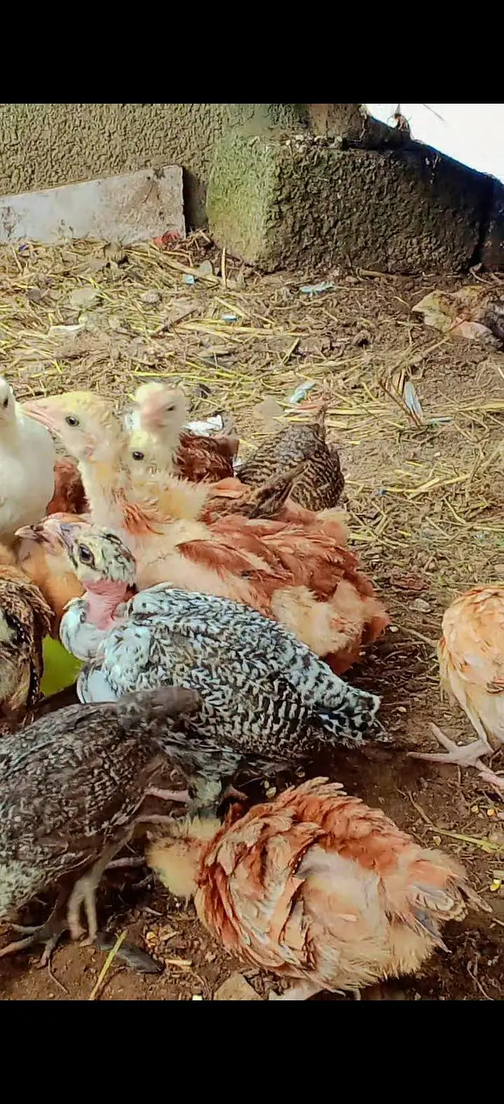healthy chicks — photo 2