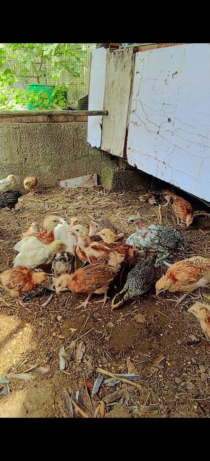 healthy chicks 2