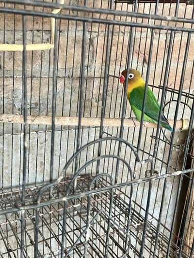 LoveBird Male Forsale