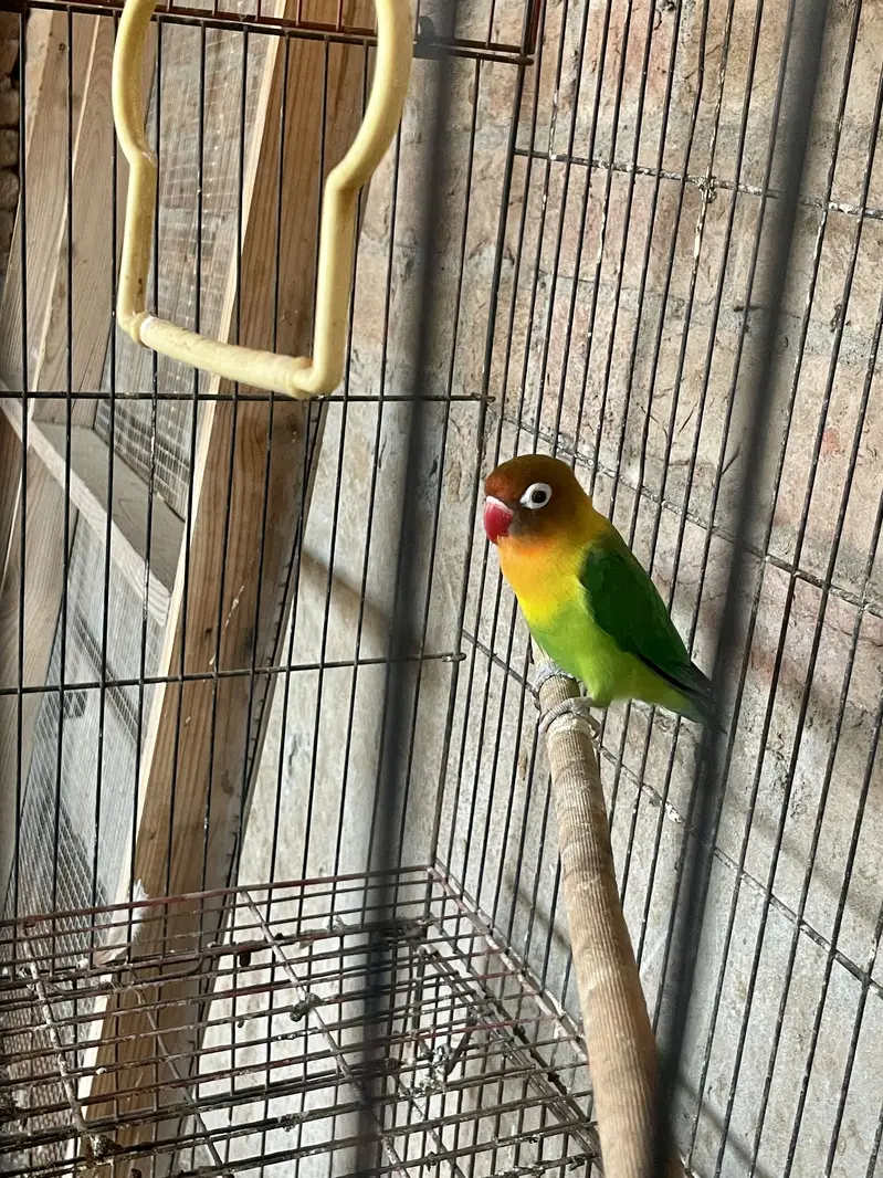 LoveBird Male Forsale — photo 2