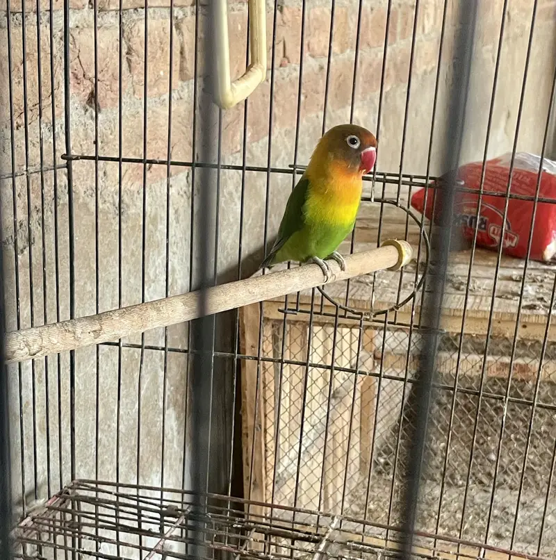 LoveBird Male Forsale — photo 3
