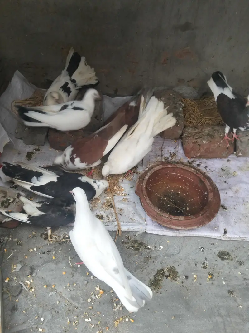 fancy acche Hain inmein do pair Hain aur mashallah healthy and active — photo 4