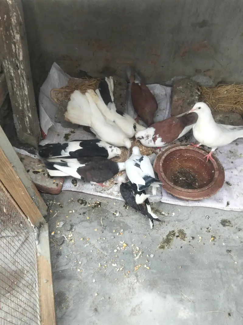 fancy acche Hain inmein do pair Hain aur mashallah healthy and active — photo 7