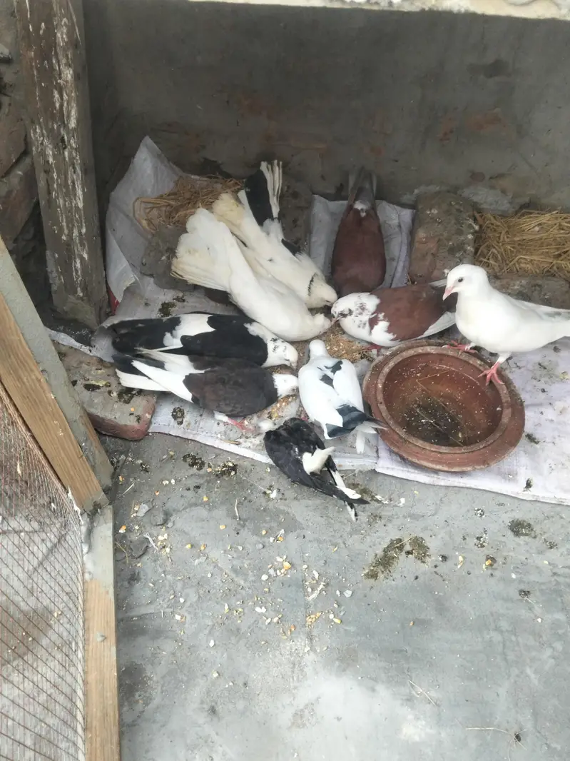 fancy acche Hain inmein do pair Hain aur mashallah healthy and active — photo 8