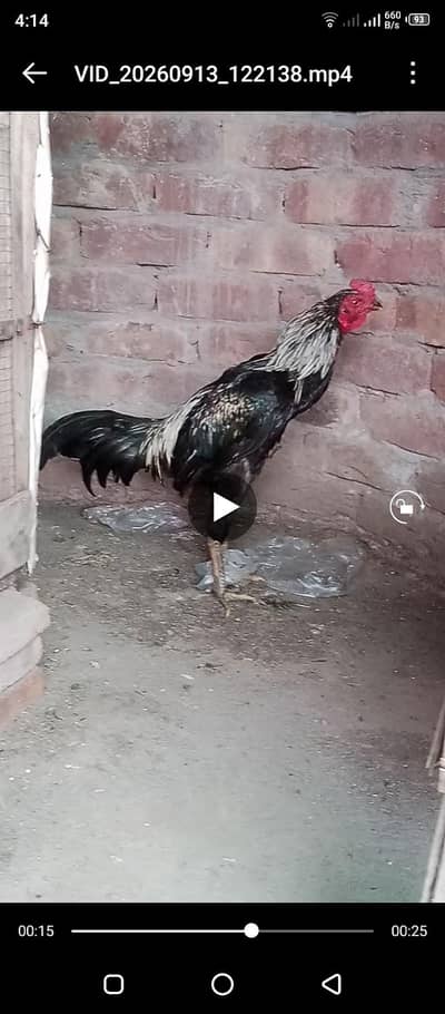 pure Thai bird / tapni nhi ha /