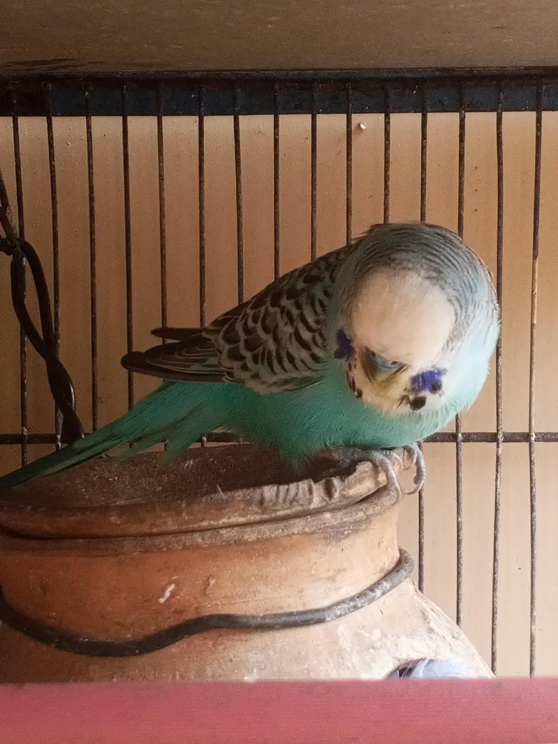 exhibition and TCB pair with 3 Chicks — photo 2