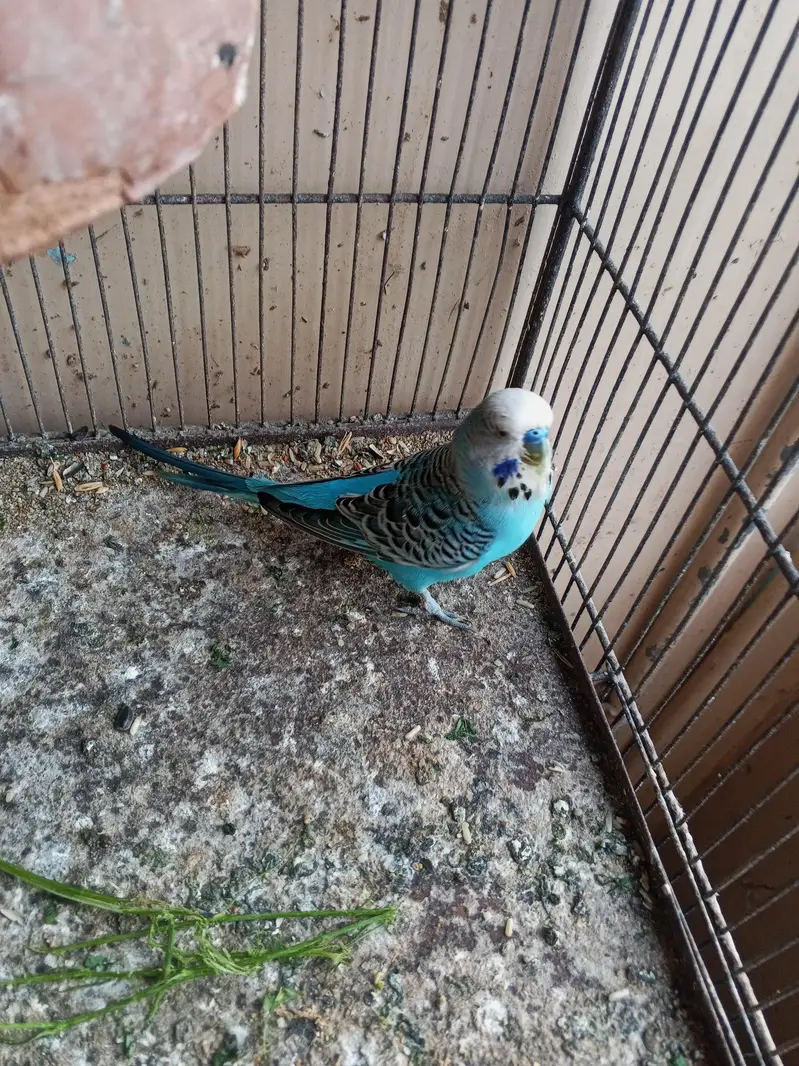 exhibition and TCB pair with 3 Chicks — photo 8