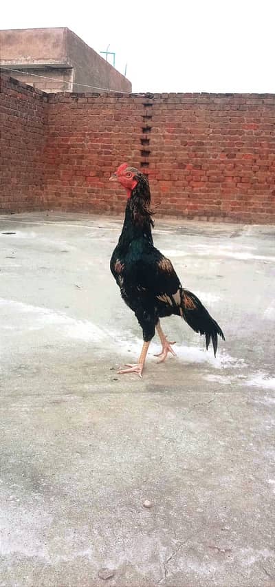 Aseel Pair Pure Lasani_03432628764 Whatsapp only