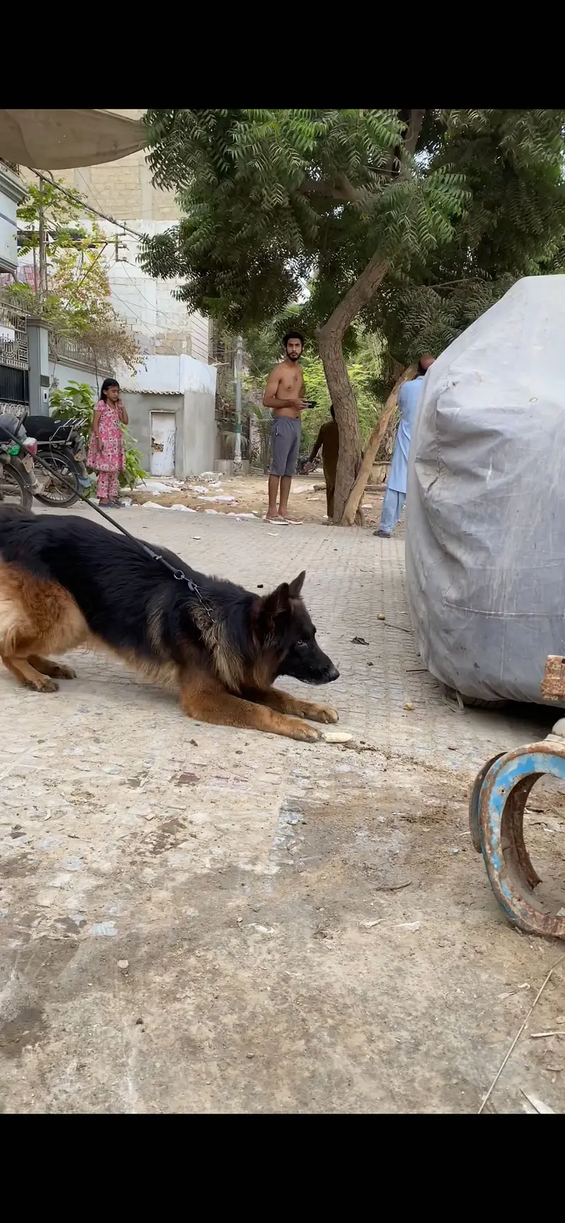 Available for stud in Karachi pedigree confirn male — photo 2