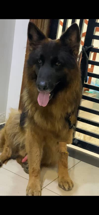 Available for stud in Karachi pedigree confirn male