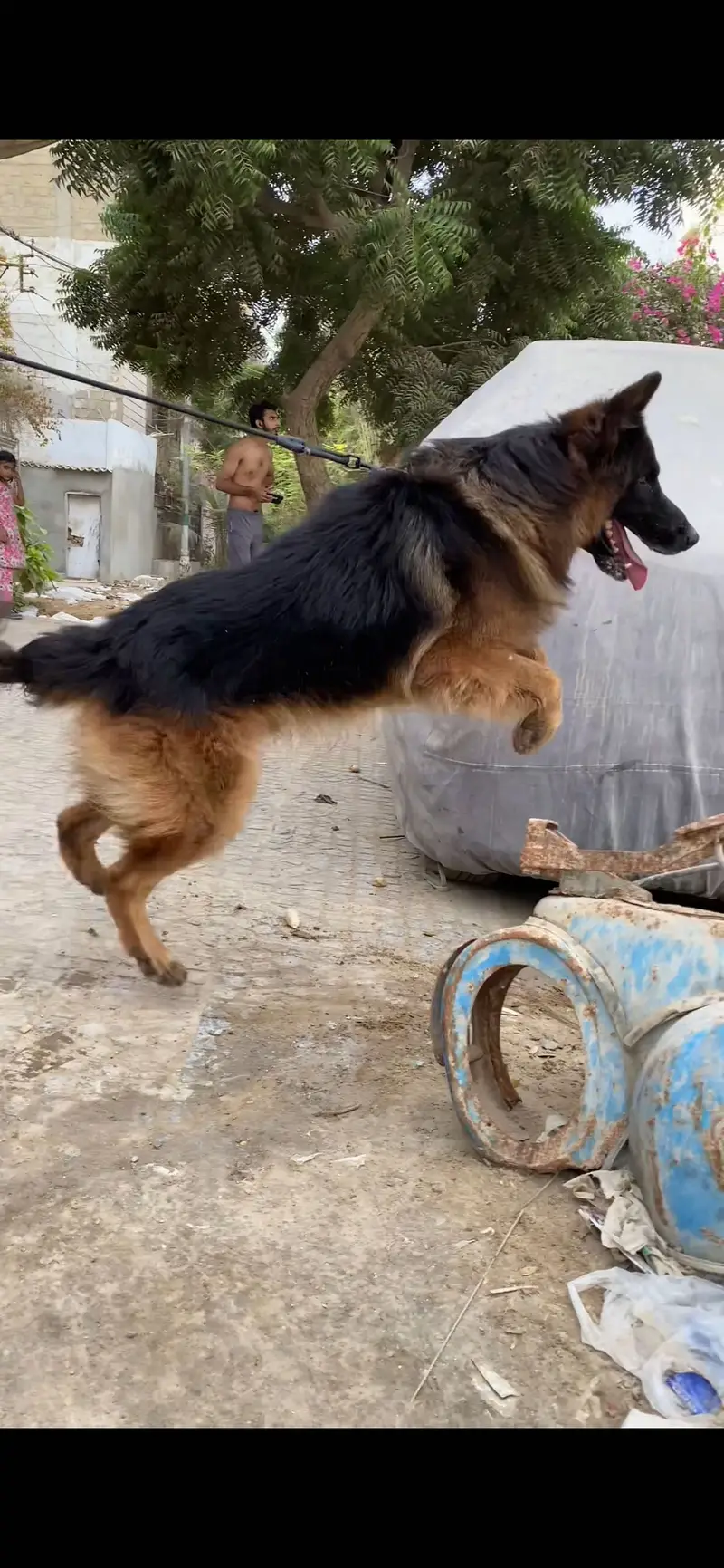 Available for stud in Karachi pedigree confirn male — photo 3
