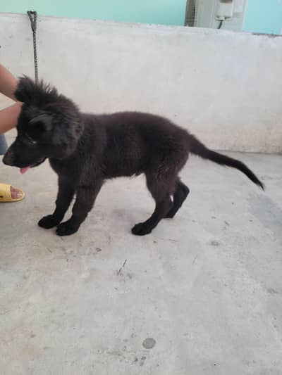 German Shephard Long Coat