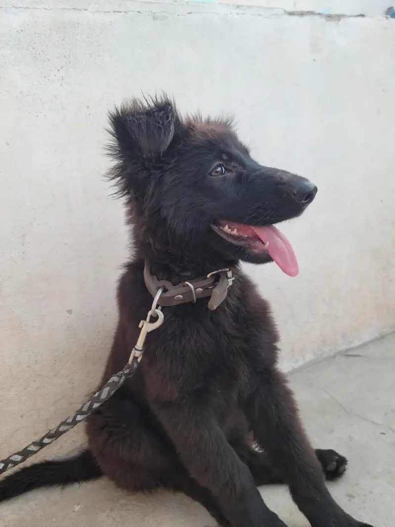 German Shephard Long Coat — photo 2