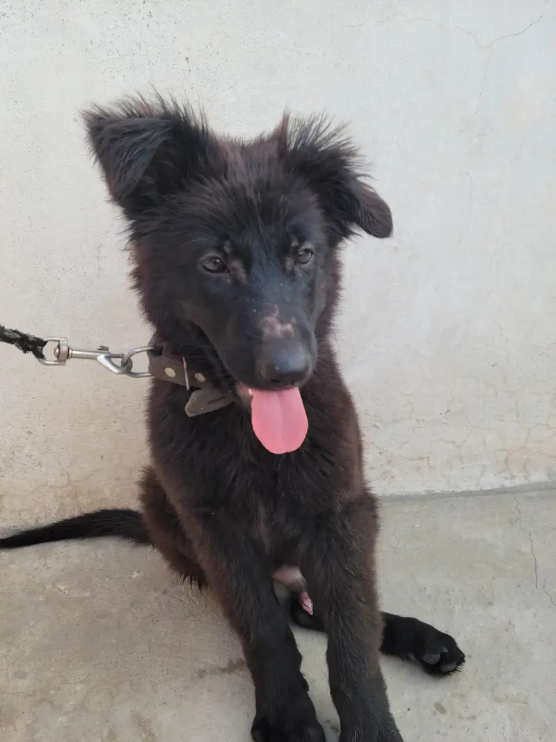 German Shephard Long Coat — photo 4