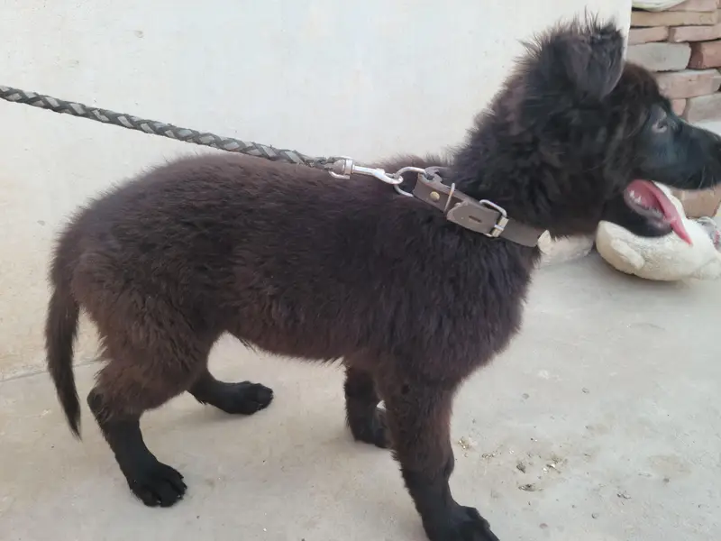 German Shephard Long Coat — photo 6