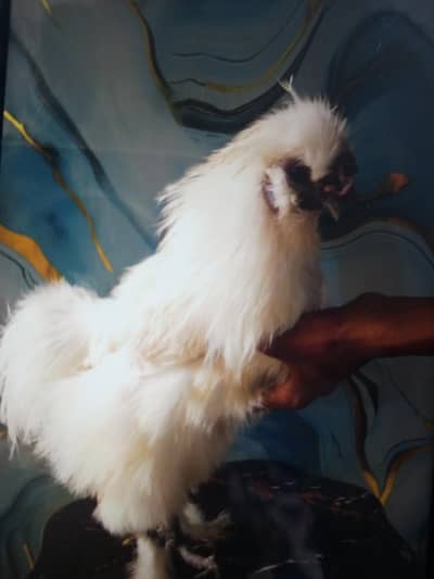 Golden loop and white silk male available