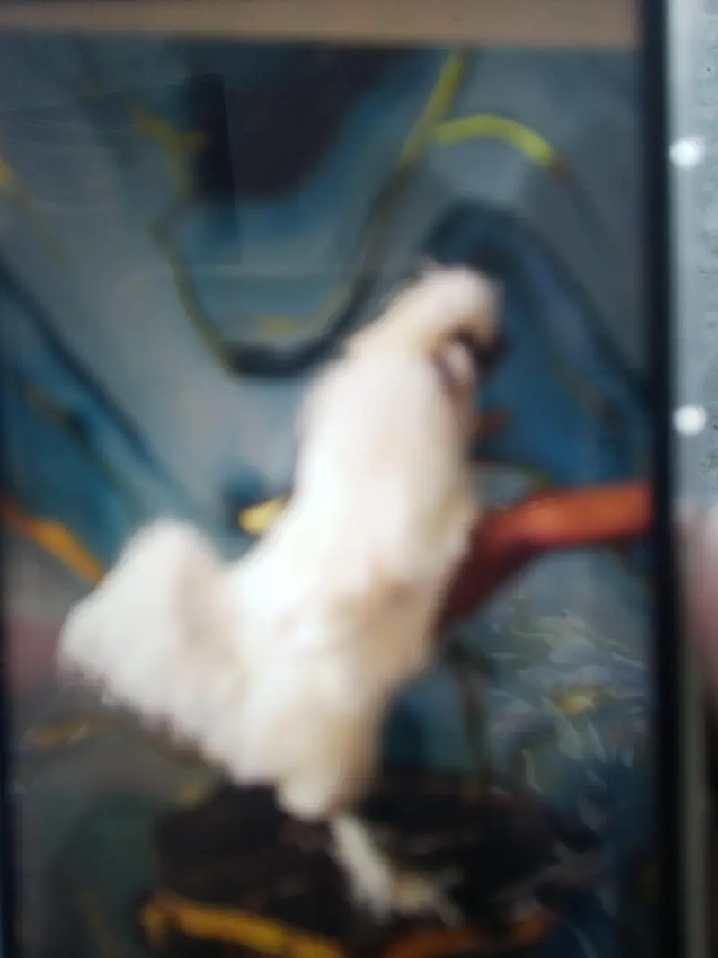 Golden loop and white silk male available — photo 2