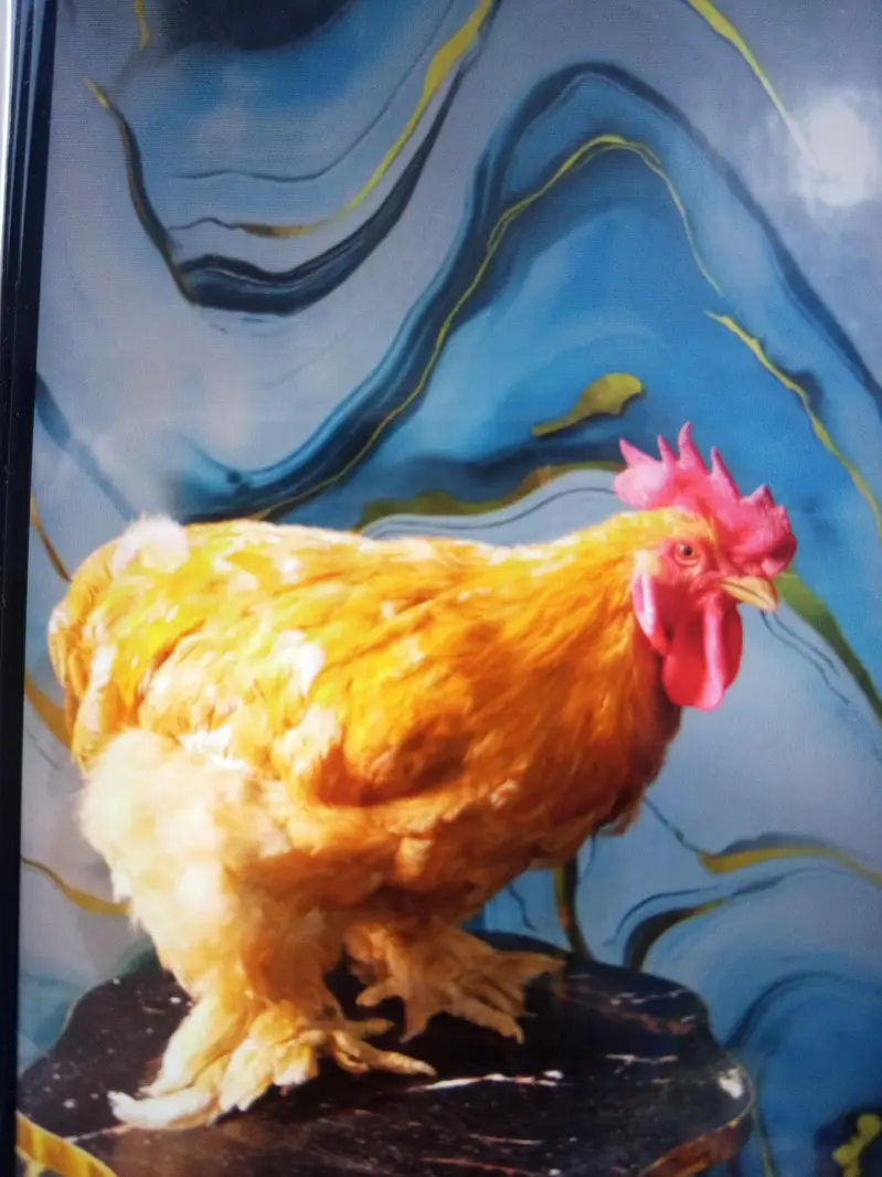 Golden loop and white silk male available — photo 4