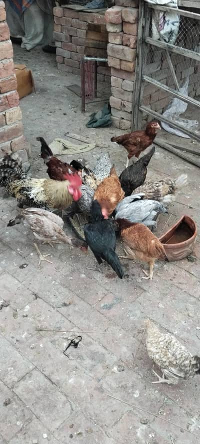 Ghar ki pale howi han