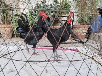 2 young roosters . For exchange or buying available