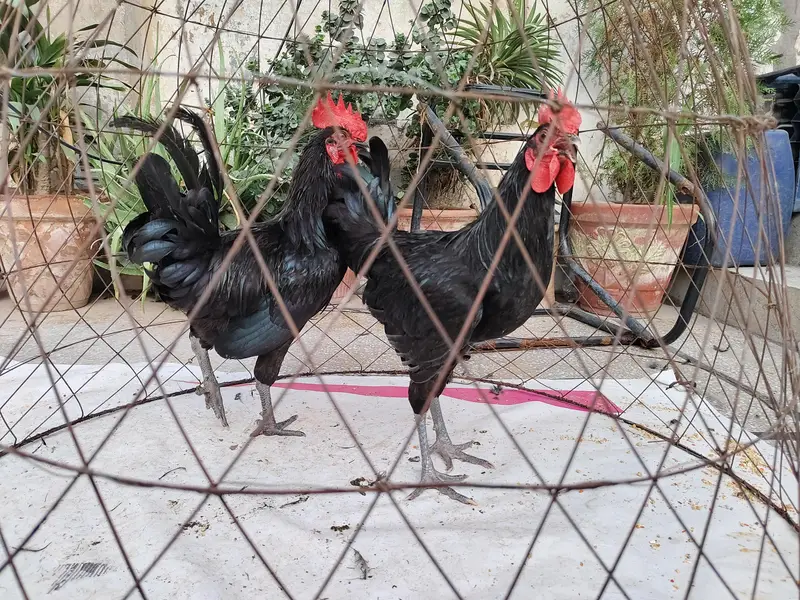 young roosters . For exchange or buying available — photo 2