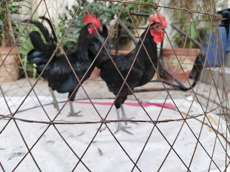 young roosters . For exchange or buying available — photo 3