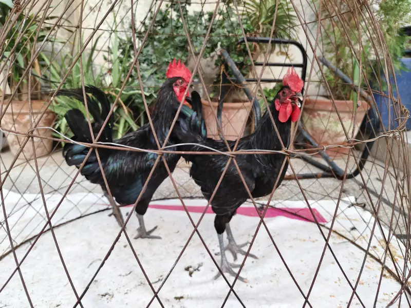young roosters . For exchange or buying available — photo 4