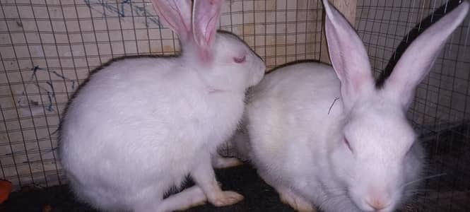rabbits for sell