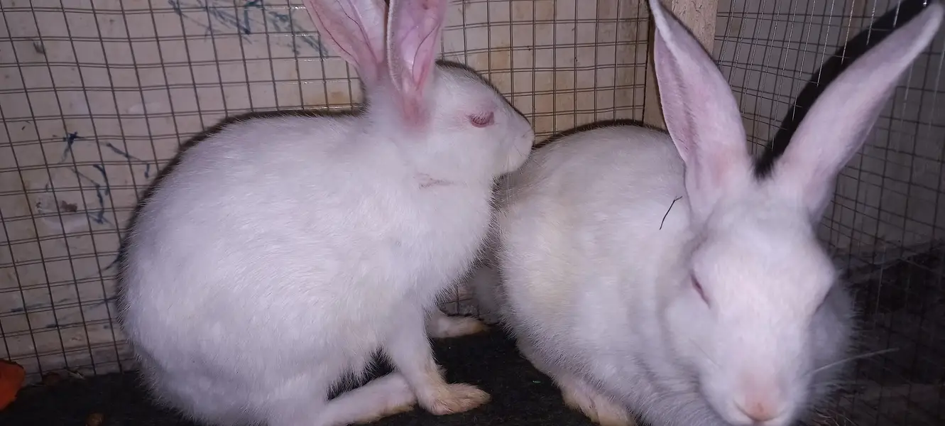 rabbits for sell