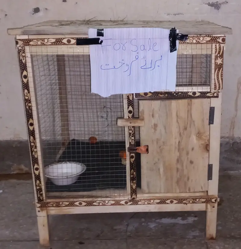 rabbits for sell — photo 2