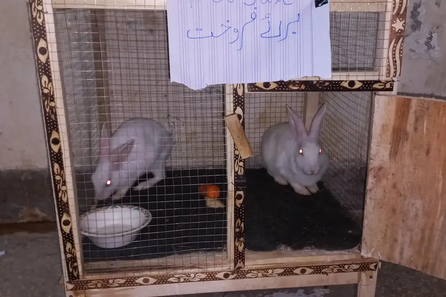 rabbits for sell — photo 3