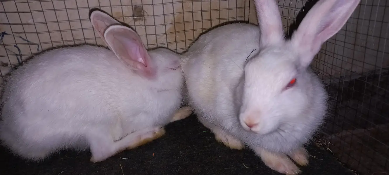 rabbits for sell — photo 4