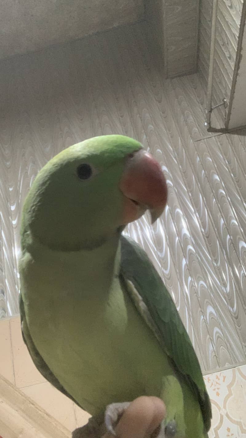 Raw perrot 0