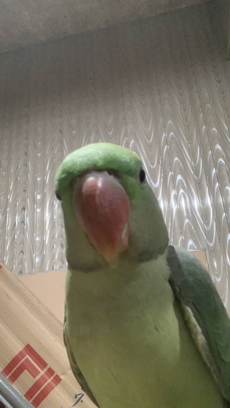 Raw perrot 1