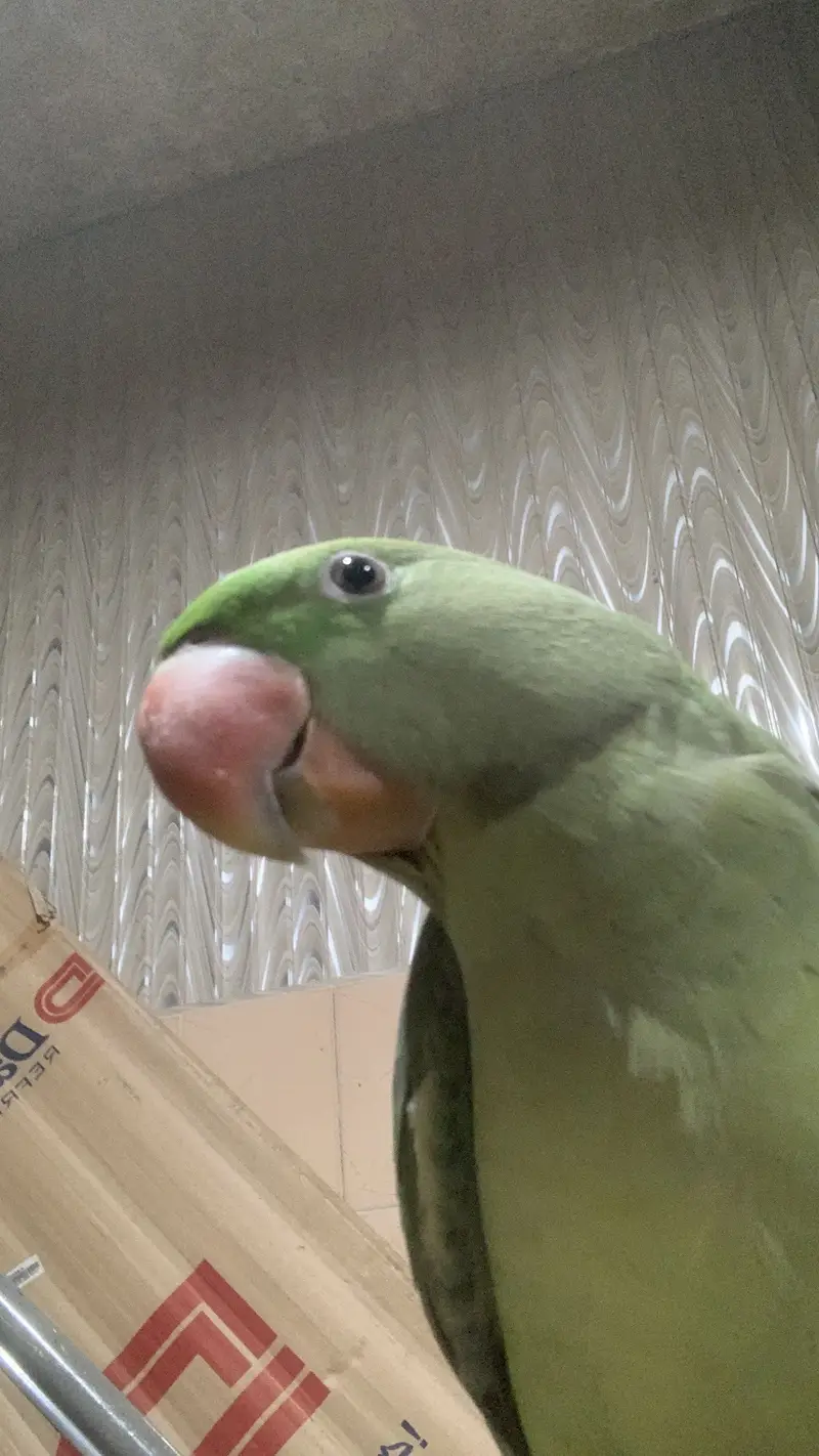 Raw perrot — photo 3