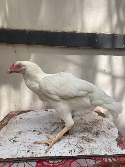 aseel heera female