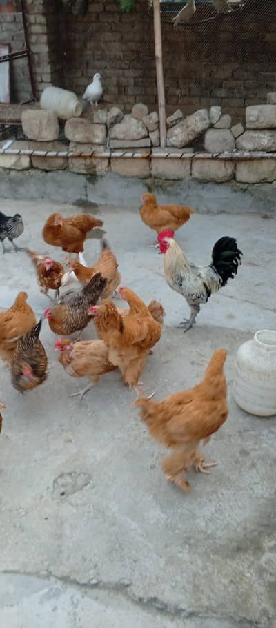 Fancy cross buff, Desu & Golden misri hens