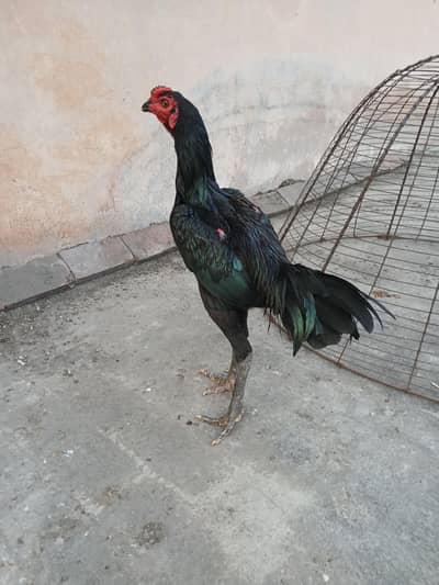 strong panus pakoya Murgha for sale. watsapp nmbr 03002000396