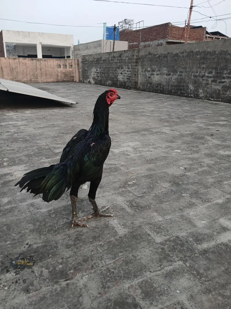 strong panus pakoya Murgha for sale. watsapp nmbr 03002000396 — photo 2