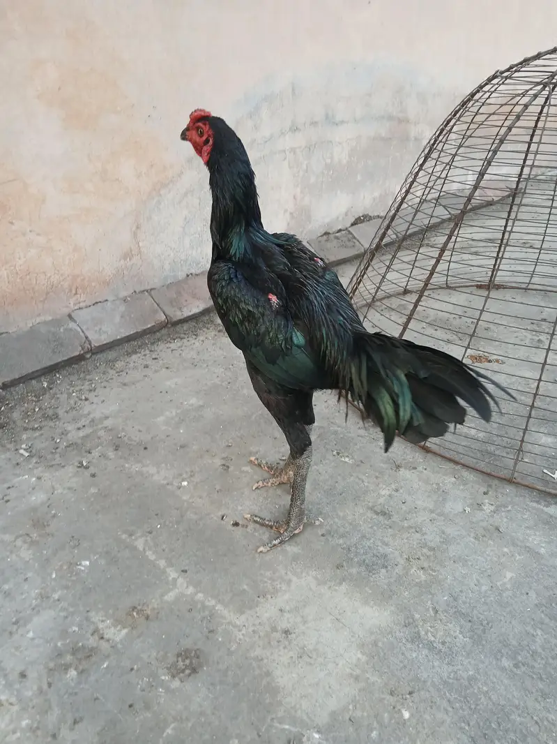 strong panus pakoya Murgha for sale. watsapp nmbr 03002000396 — photo 3