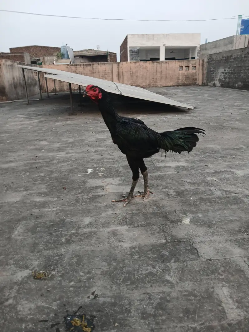 strong panus pakoya Murgha for sale. watsapp nmbr 03002000396 — photo 4