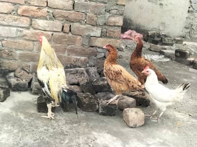Aseel cross trio breeder