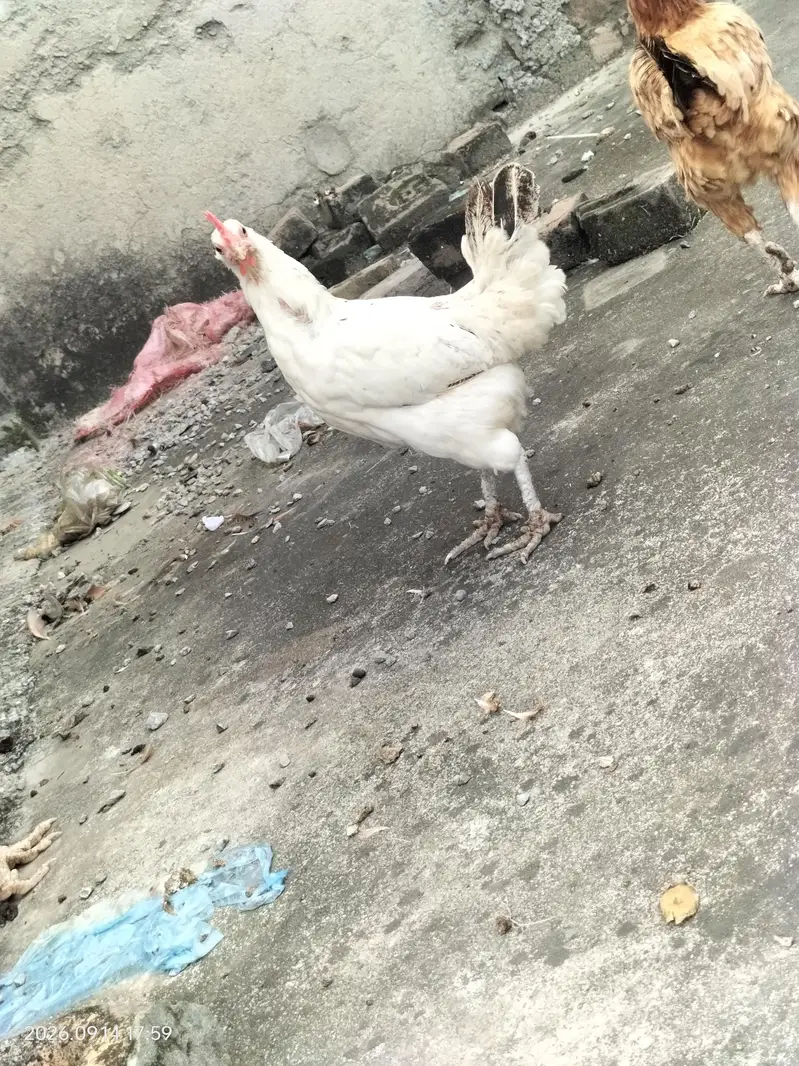 Aseel cross trio breeder — photo 2